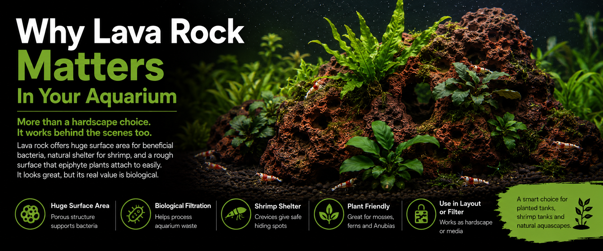 How Does Having Little Soil Benefit Moss Growth?