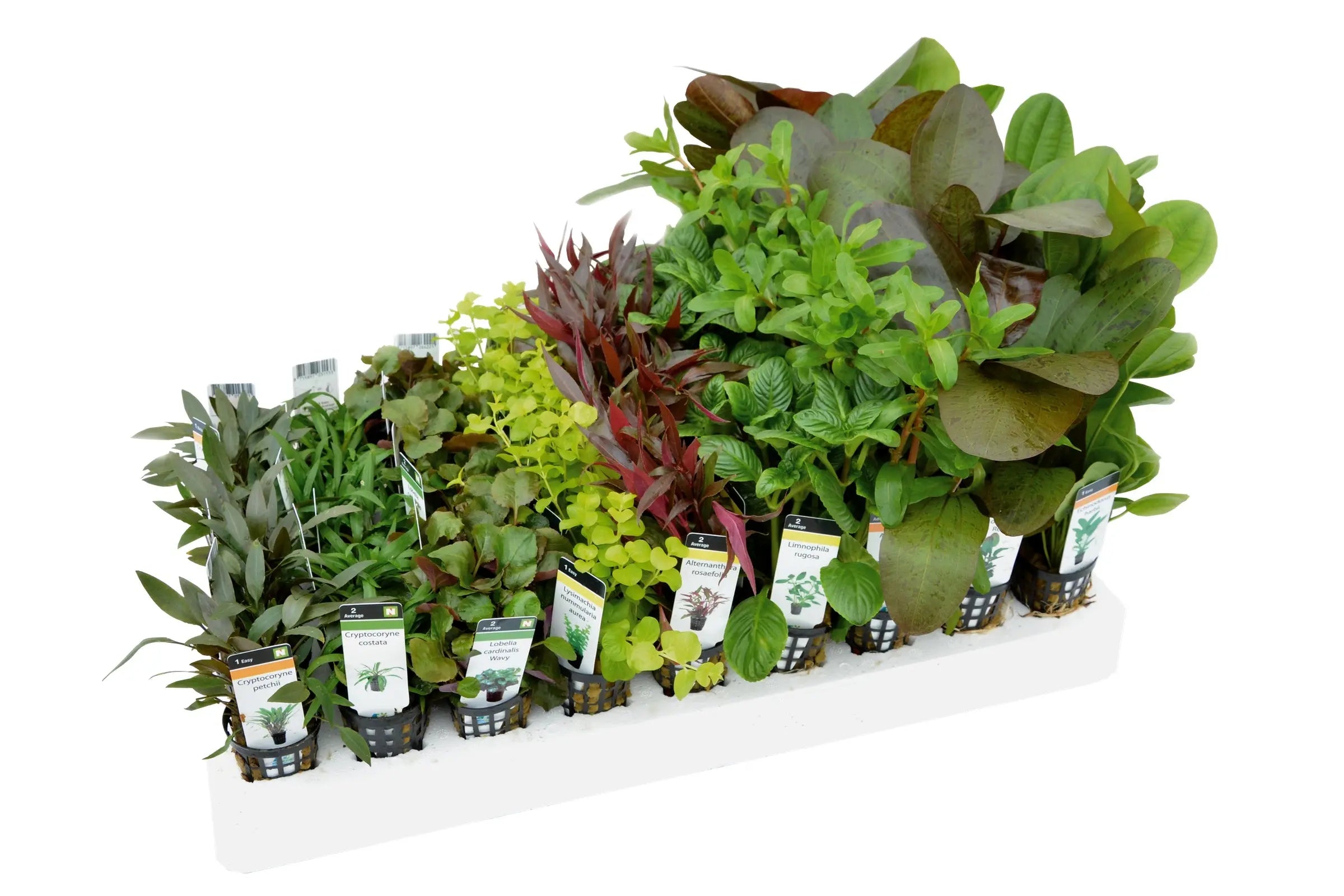 Finding-the-Perfect-Match-Choosing-the-Right-Plants-for-Your-Aquarium Aqua Essentials