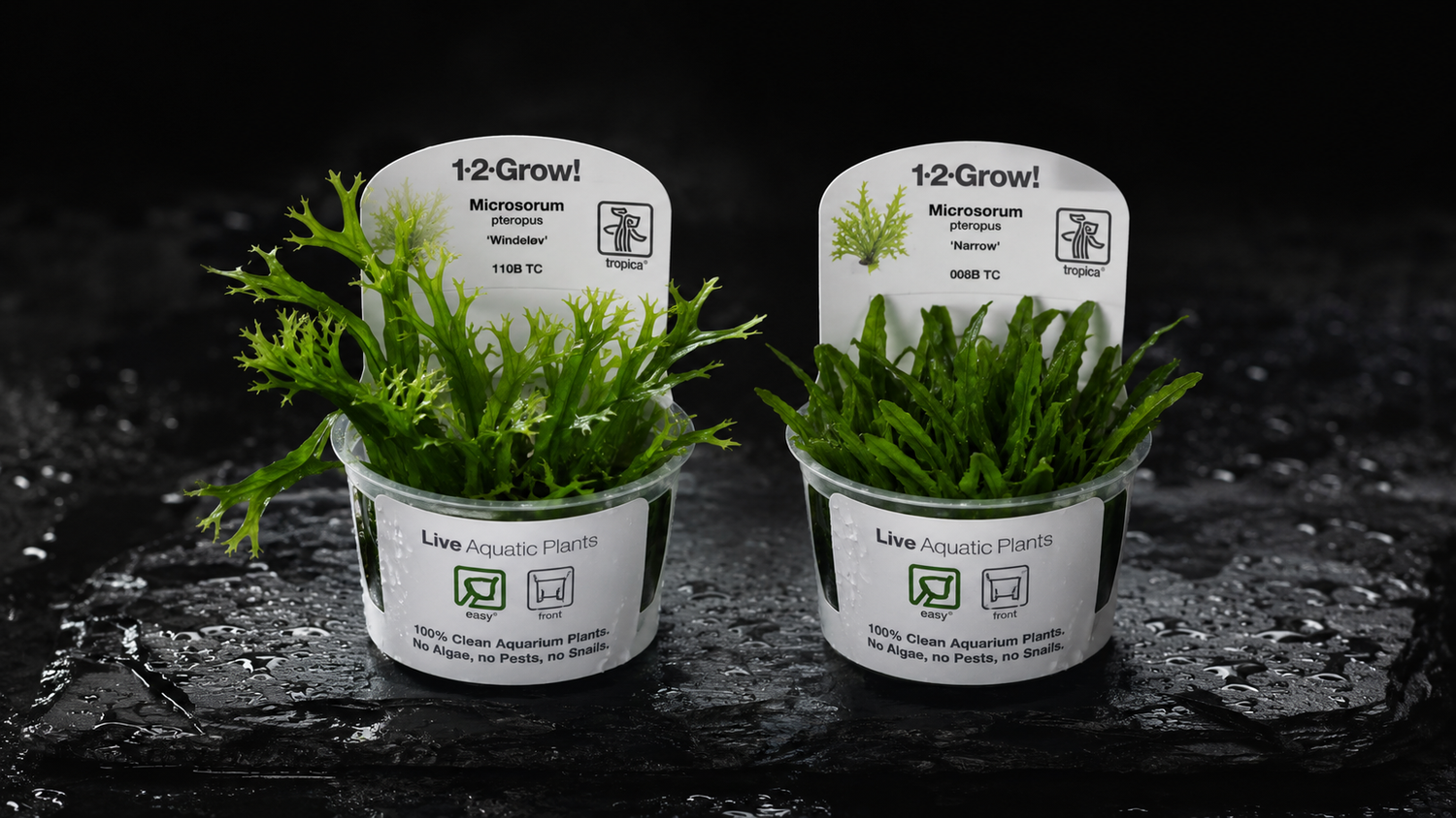 new tissue cultured plants 