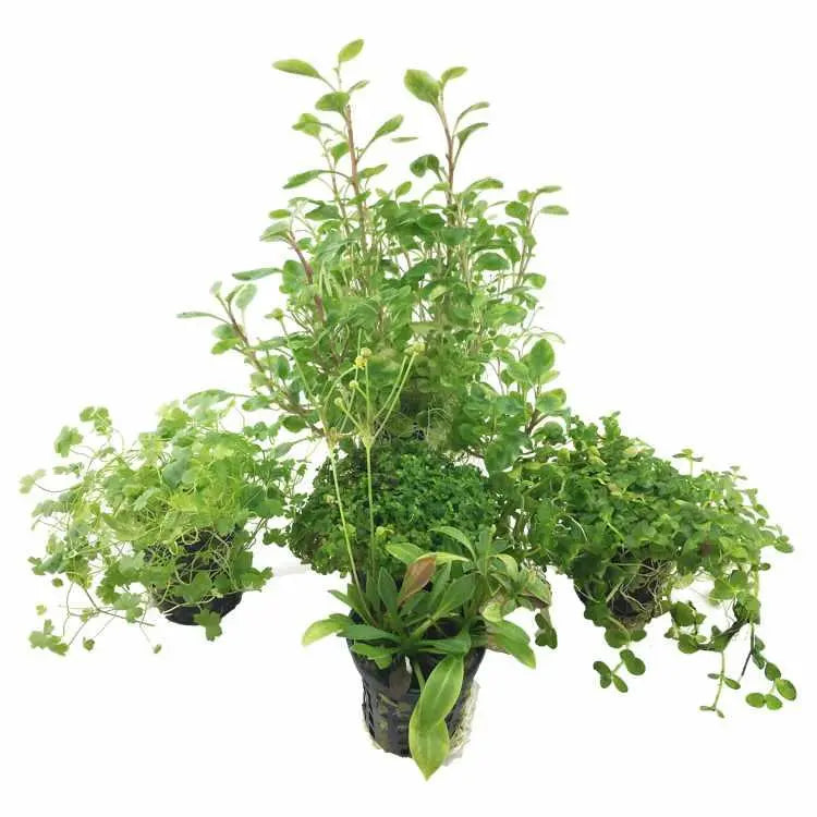 Not-So-Perfect-Plant-Bundle-of-3 Aqua Essentials