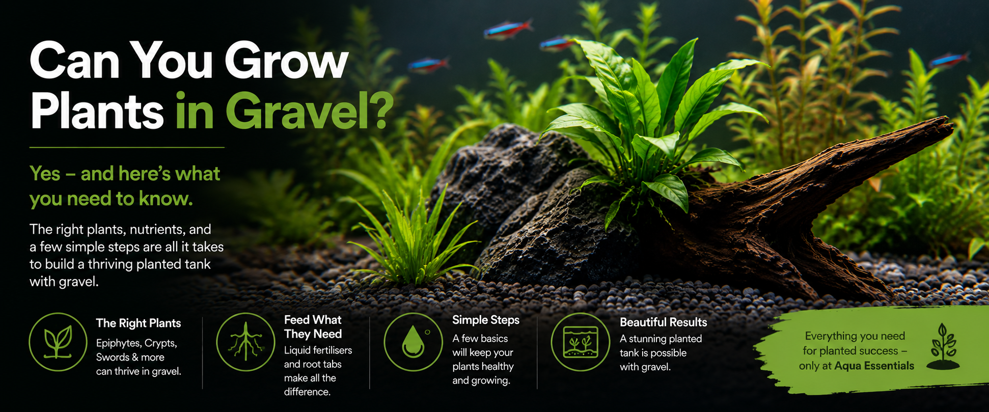can plants grow in gravel
