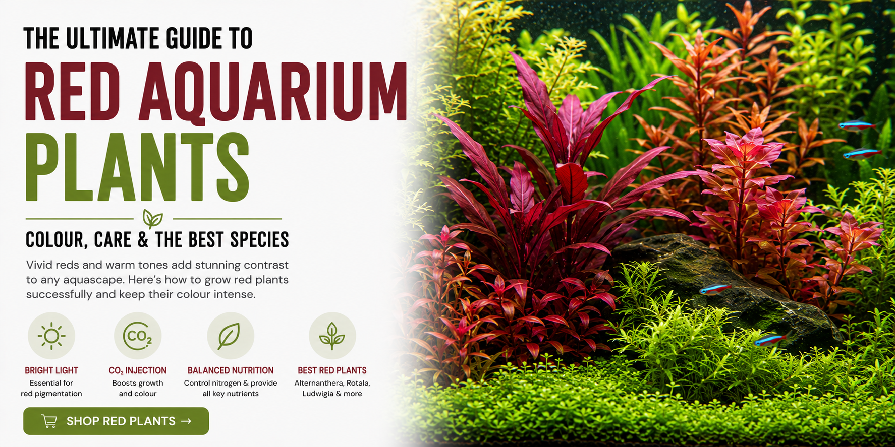 Red Plants in Aquariums: How to Get Vivid Colour