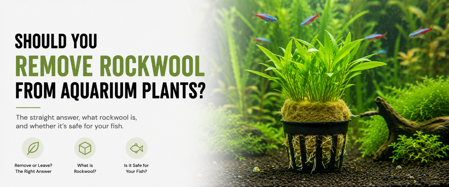 Rockwool and Aquarium Plants: Should You Remove It?
