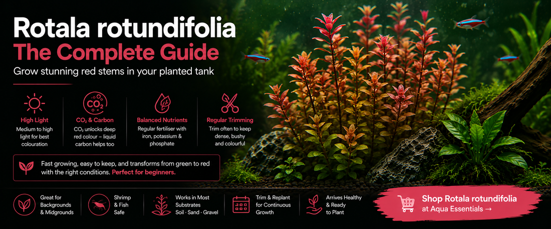 Rotala rotundifolia: How to Grow, Trim, and Turn It Red