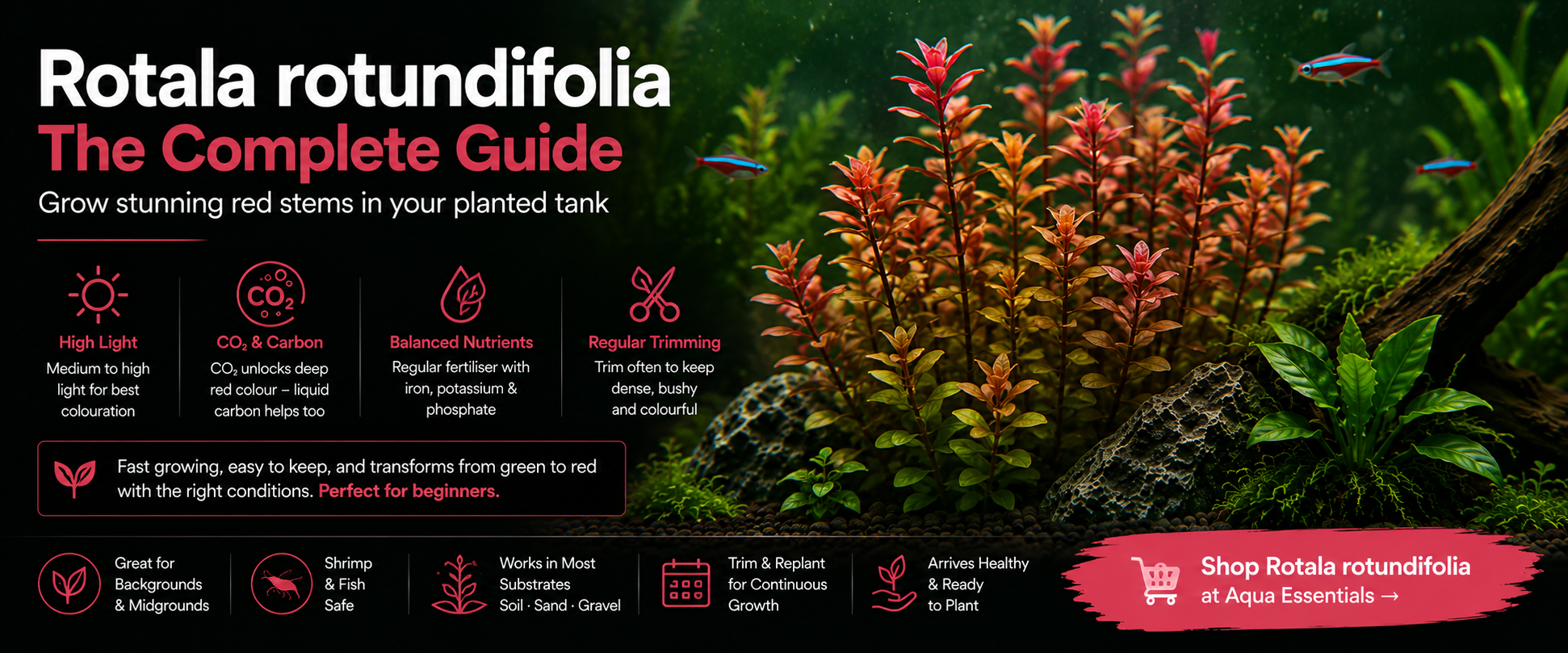 Rotala rotundifolia: How to Grow, Trim, and Turn It Red