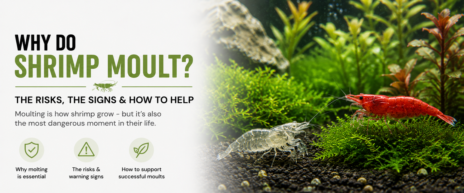 Why Shrimp Die When They Molt (And How to Prevent It)