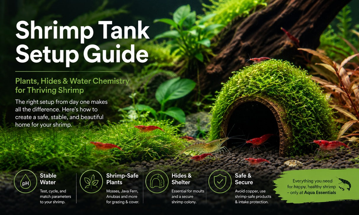 How to Set Up a Shrimp-Safe Planted Tank