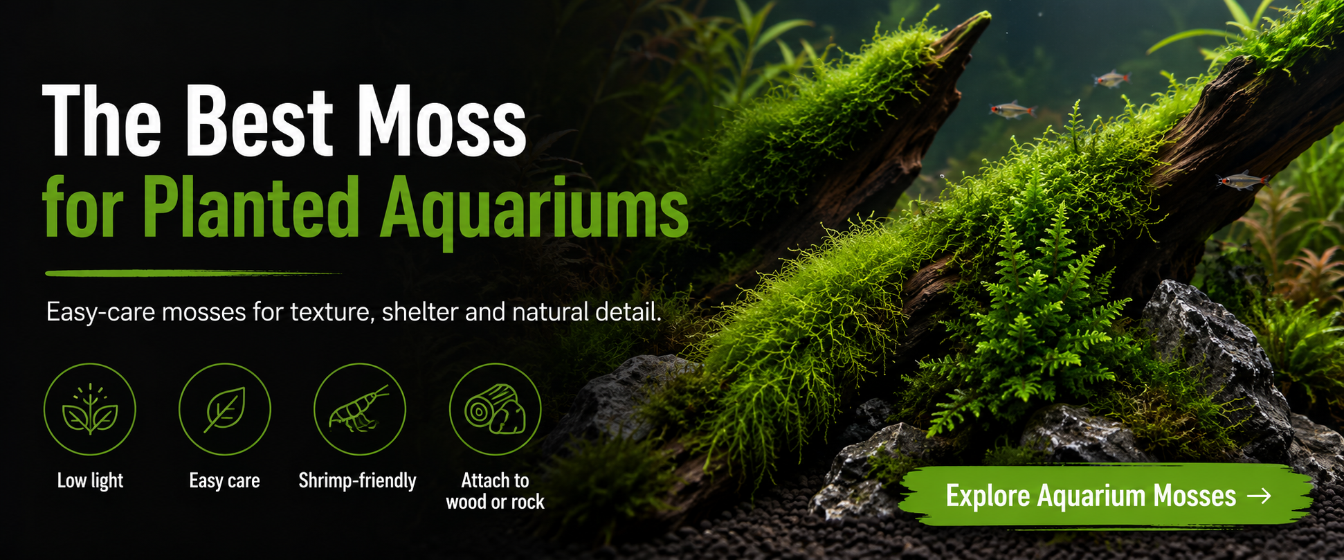 The Best Moss for Planted Aquariums