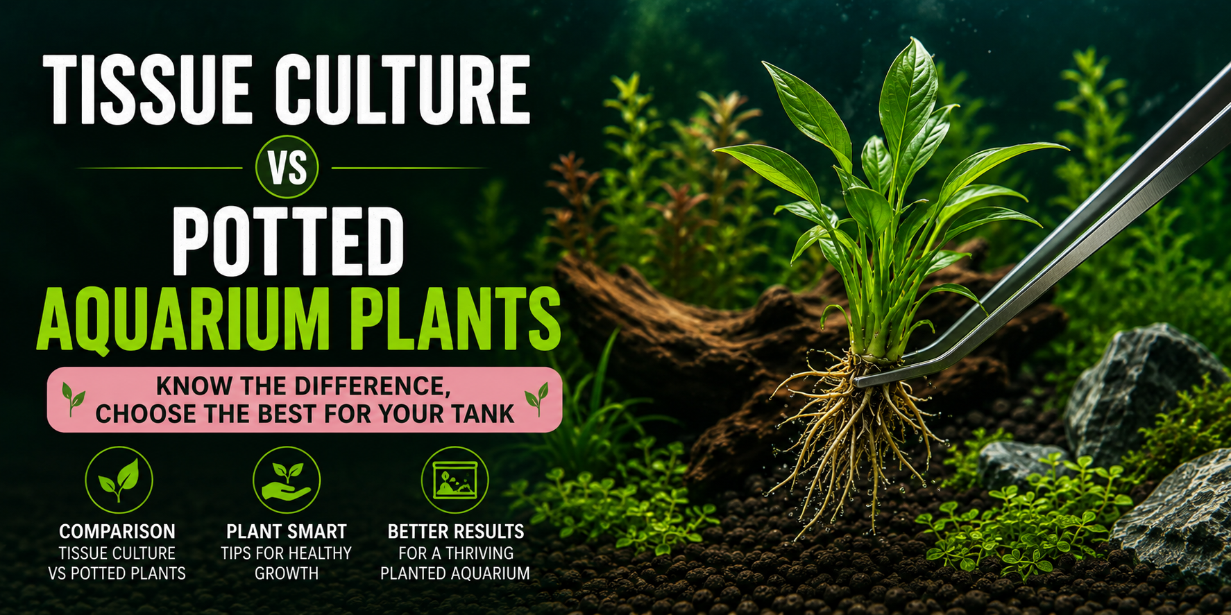 Tissue Culture vs Potted Aquarium Plants: Which Are Right for Your Tank?