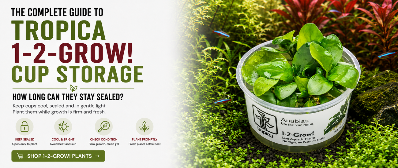 Guide to storing Tropica 1-2-Grow aquarium plant cups before planting