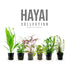 12 Fast-Growing Plant Set - Hayai Collection for New Tanks Aqua Essentials