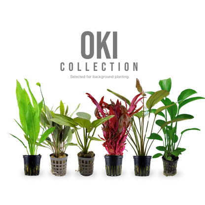 12 Live Aquarium Background Plant Set - Oki Collection for Planted Tanks Aqua Essentials