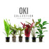 12 Live Aquarium Background Plant Set - Oki Collection for Planted Tanks Aqua Essentials