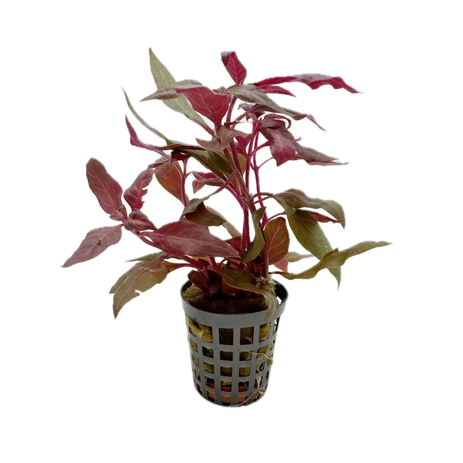 Alternanthera cardinalis Variegata Aquafleur