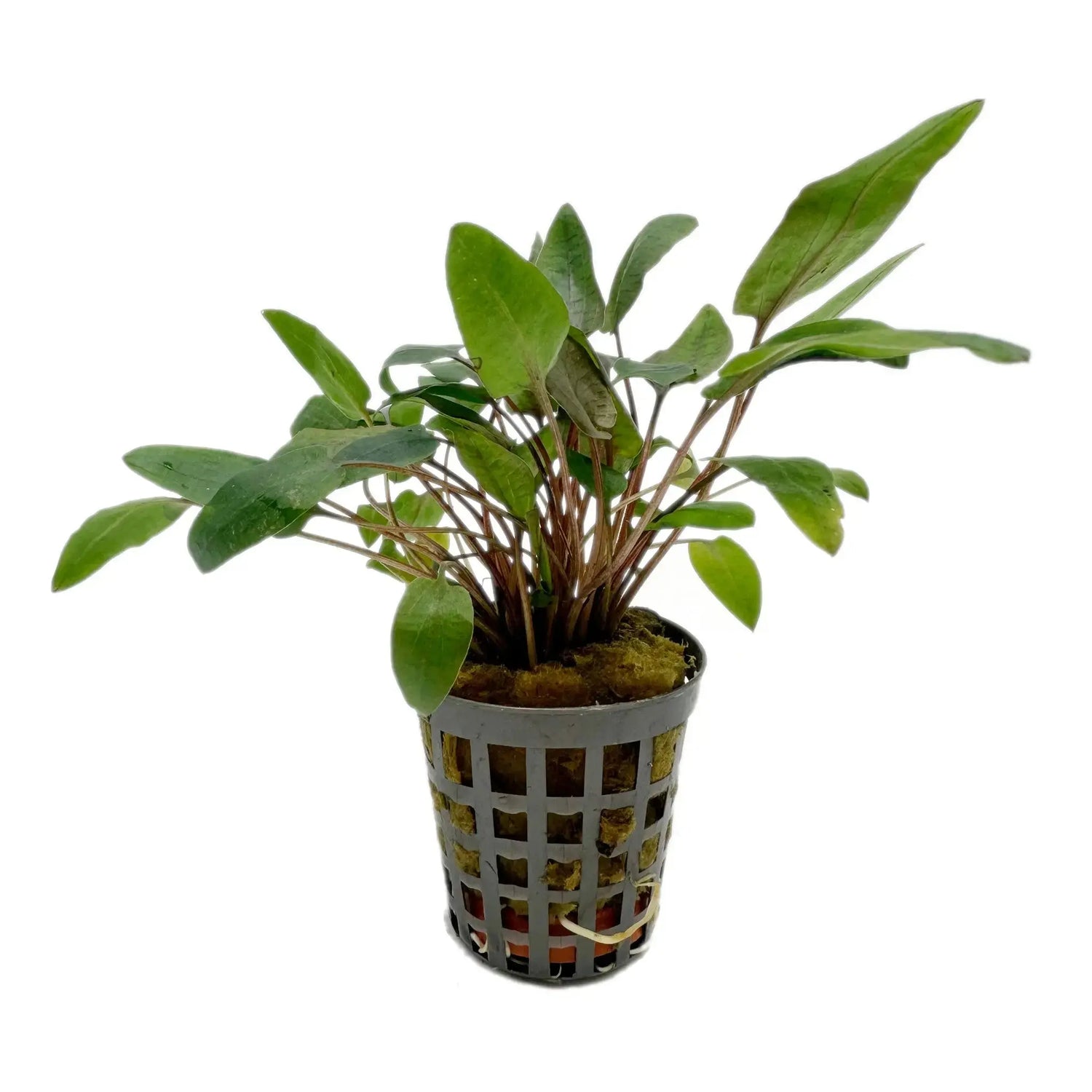 Cryptocoryne bullosa Aquafleur