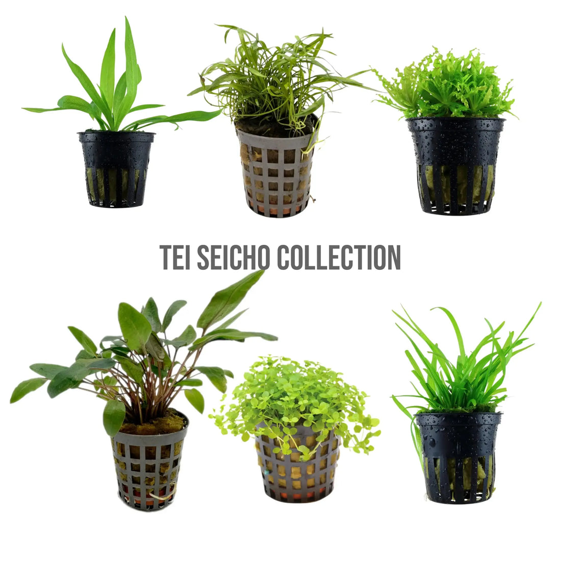 12 Live Aquarium Plant Set - Tei Seicho Collection for Planted Tanks Aqua Essentials