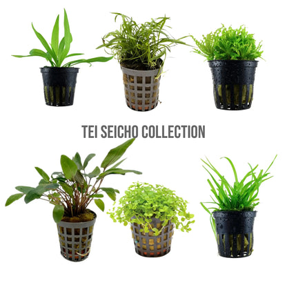 12 Live Aquarium Plant Set - Tei Seicho Collection for Planted Tanks Aqua Essentials