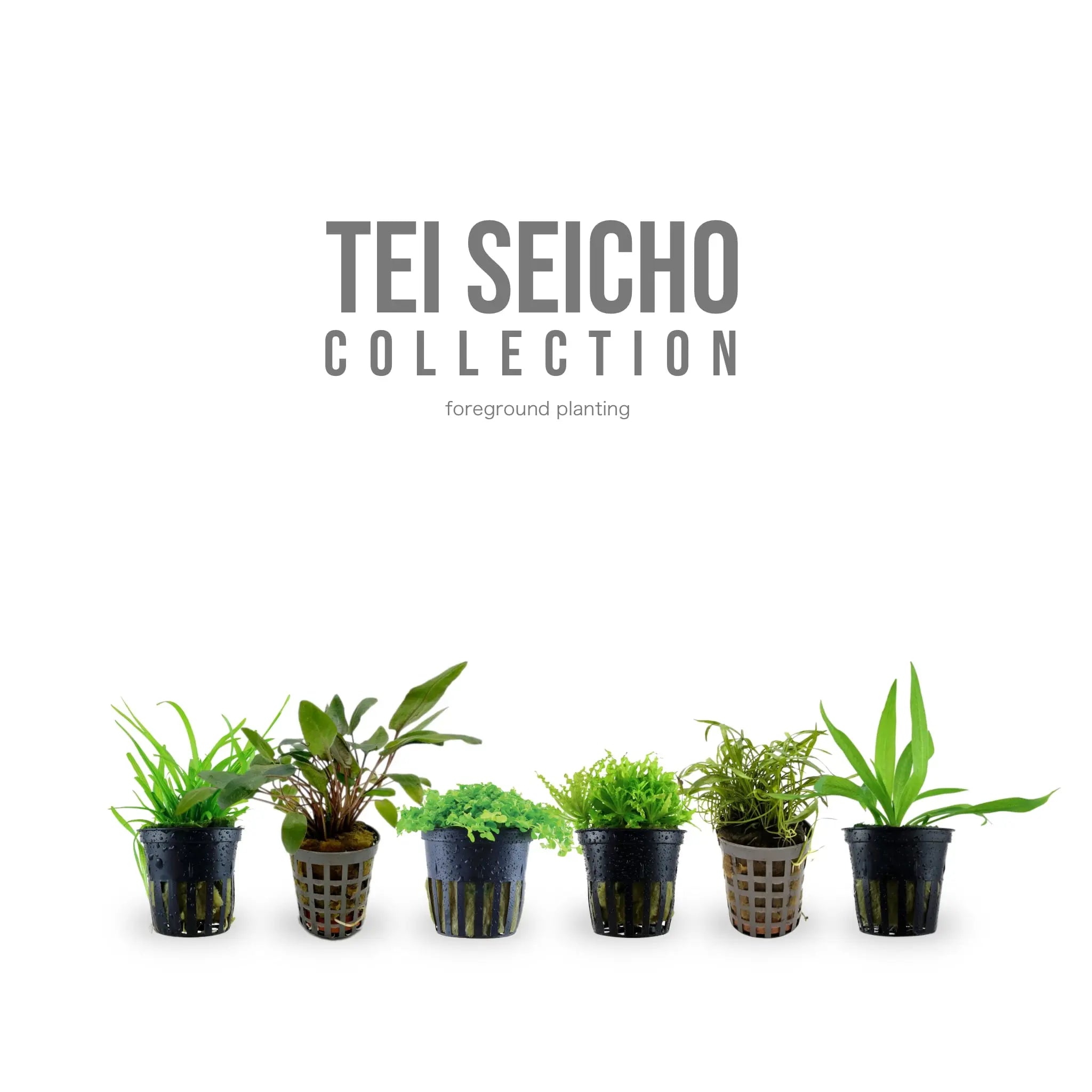 12 Live Foreground Aquarium Plant Set - Tei Collection for Planted Tanks Aqua Essentials