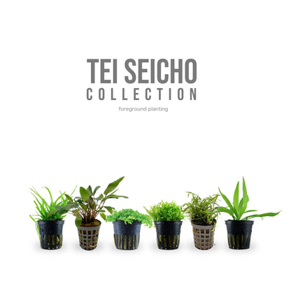 12 Live Foreground Aquarium Plant Set - Tei Collection for Planted Tanks Aqua Essentials