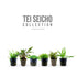 12 Live Foreground Aquarium Plant Set - Tei Collection for Planted Tanks Aqua Essentials