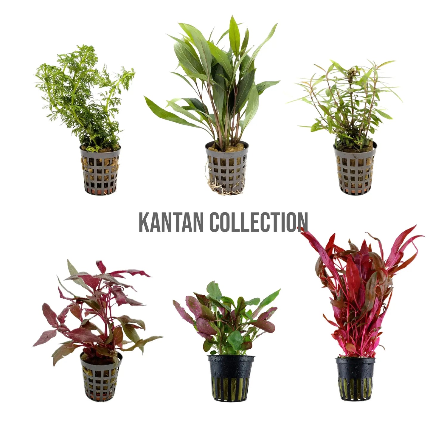 12 Mixed Plant Set - Kantan Collection (Foreground/Mid/Background) Aqua Essentials