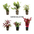 12 Mixed Plant Set - Kantan Collection (Foreground/Mid/Background) Aqua Essentials