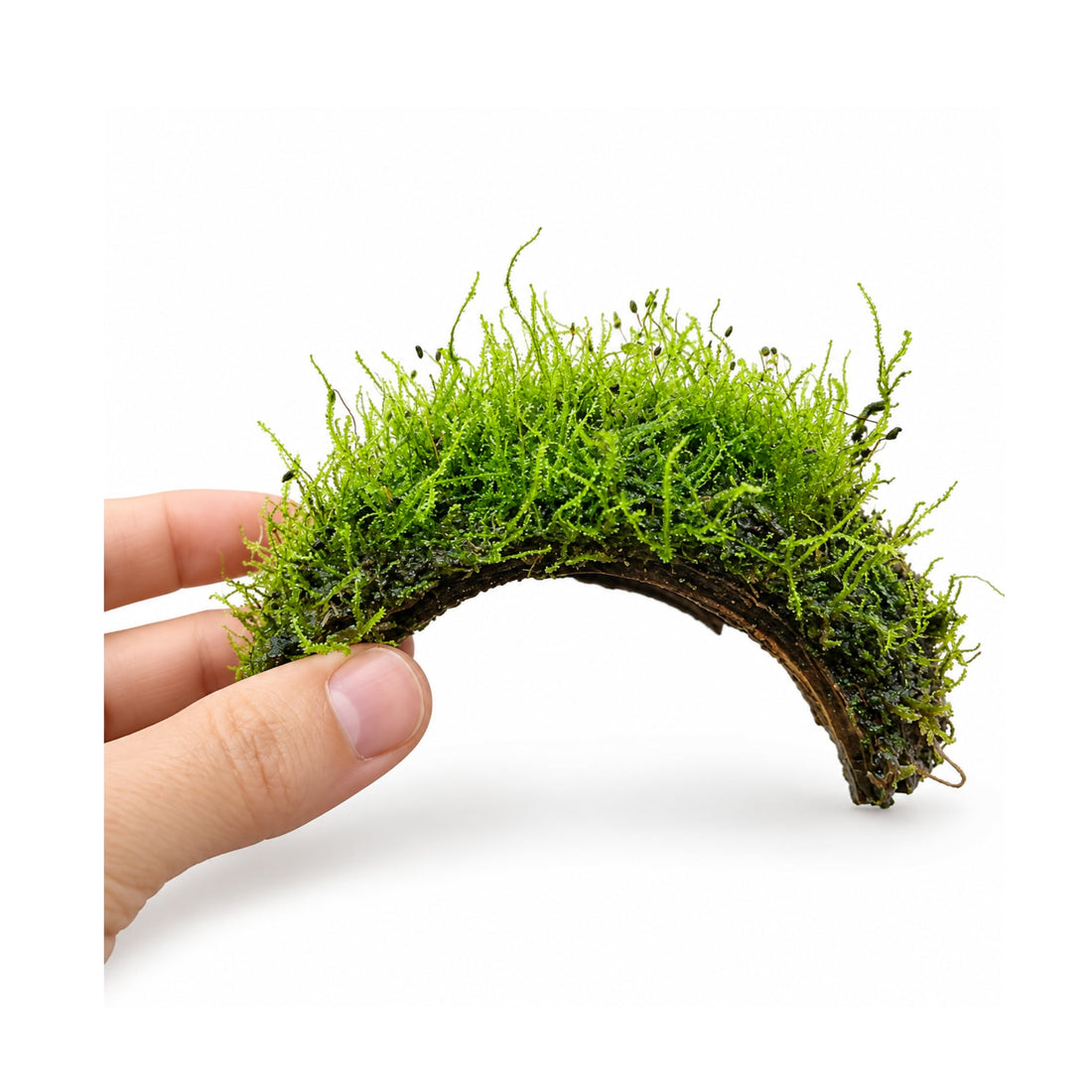 3 Hole Coconut with Moss - adds colour and shelter