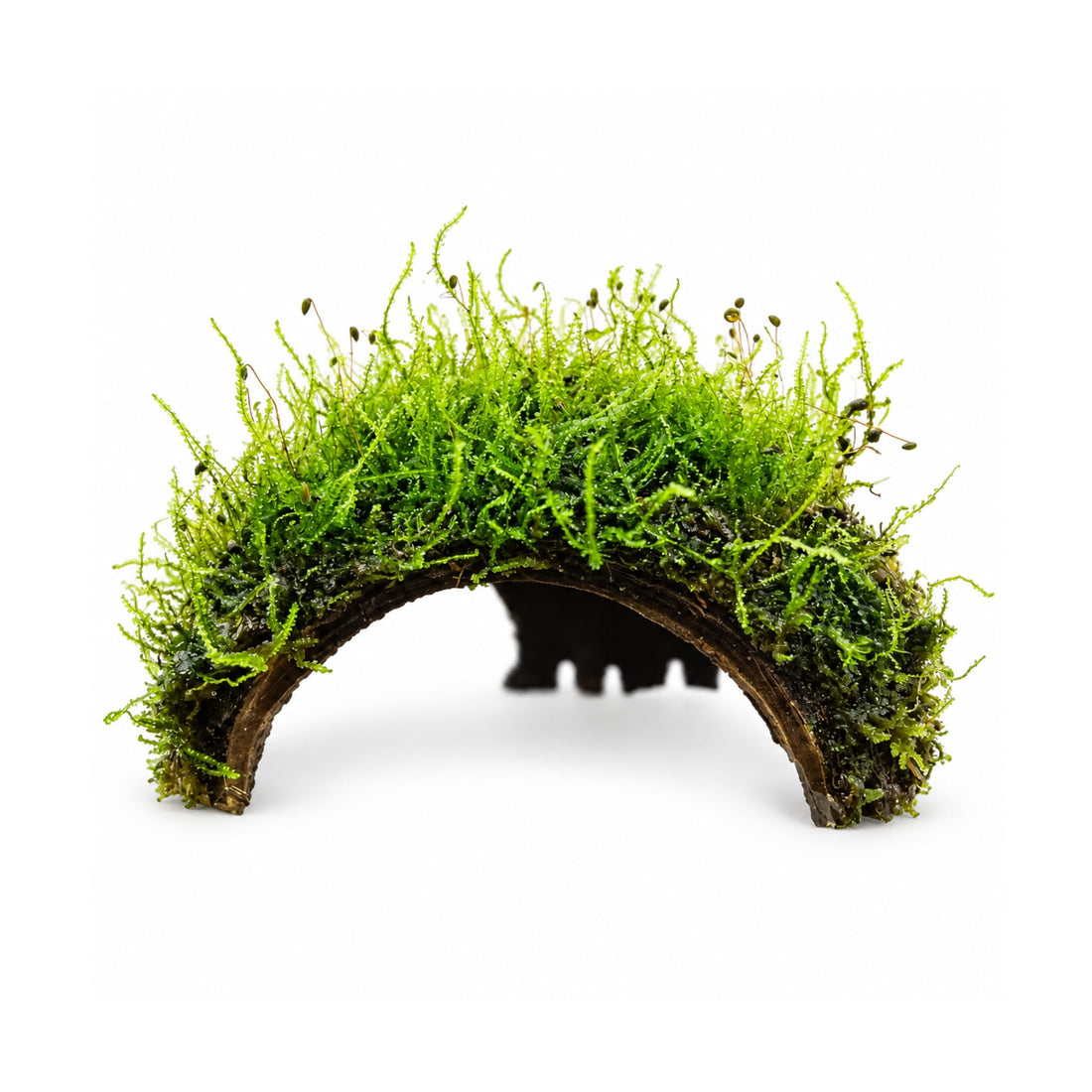 3 Hole Coconut with Moss - adds colour and shelter