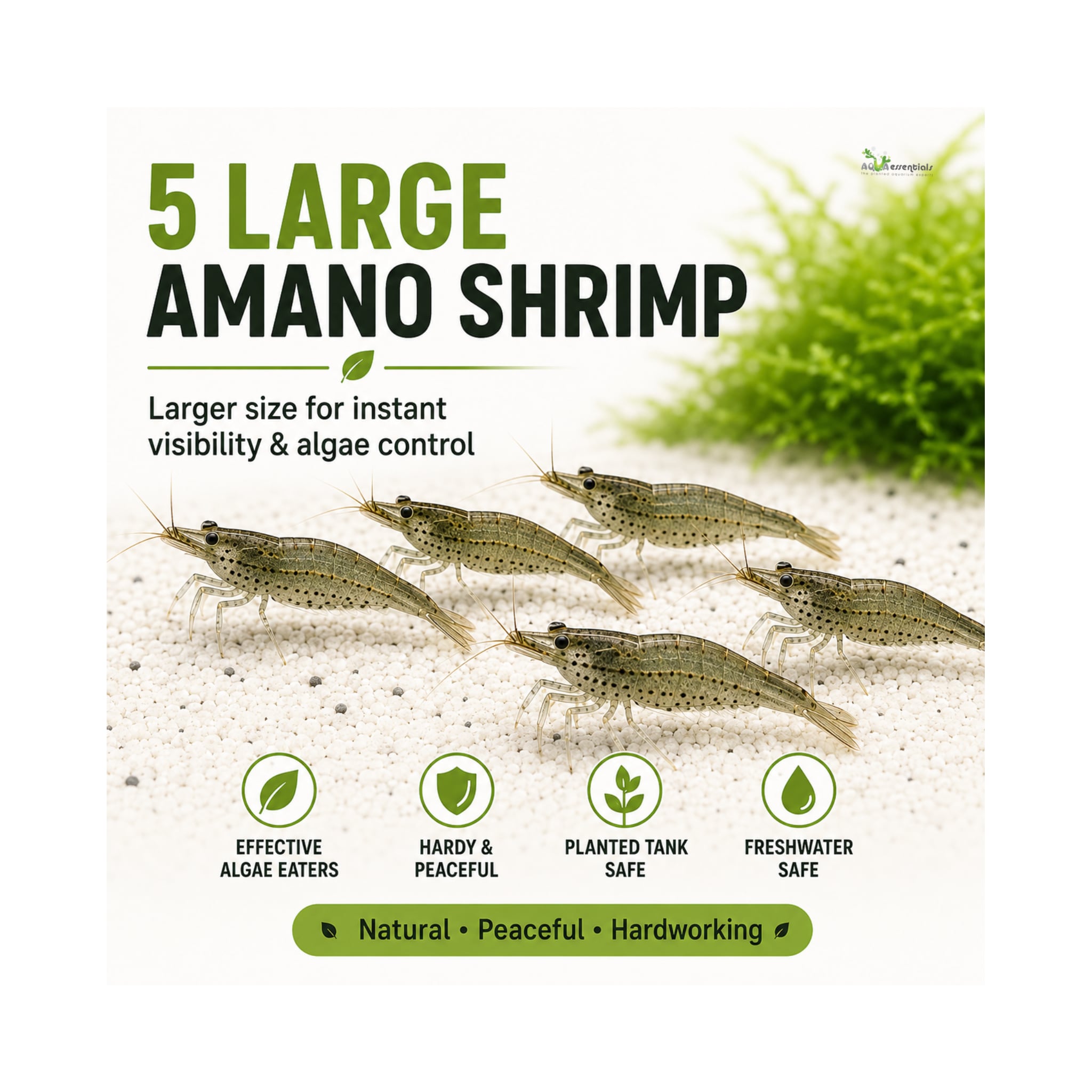 Amano Shrimp | Live Algae Eating Freshwater Shrimp x 5