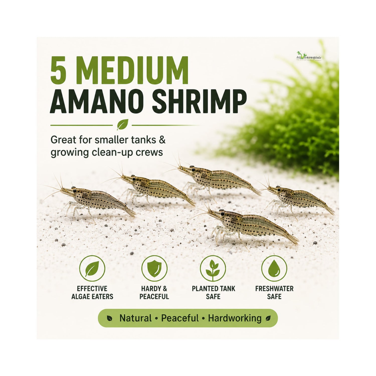 Amano Shrimp | Live Algae Eating Freshwater Shrimp x 5