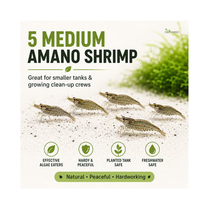 Amano Shrimp | Live Algae Eating Freshwater Shrimp x 5