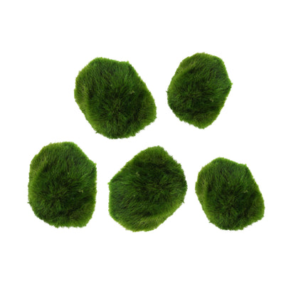 Chladoflora - Mini Marimo Moss Balls (x5)