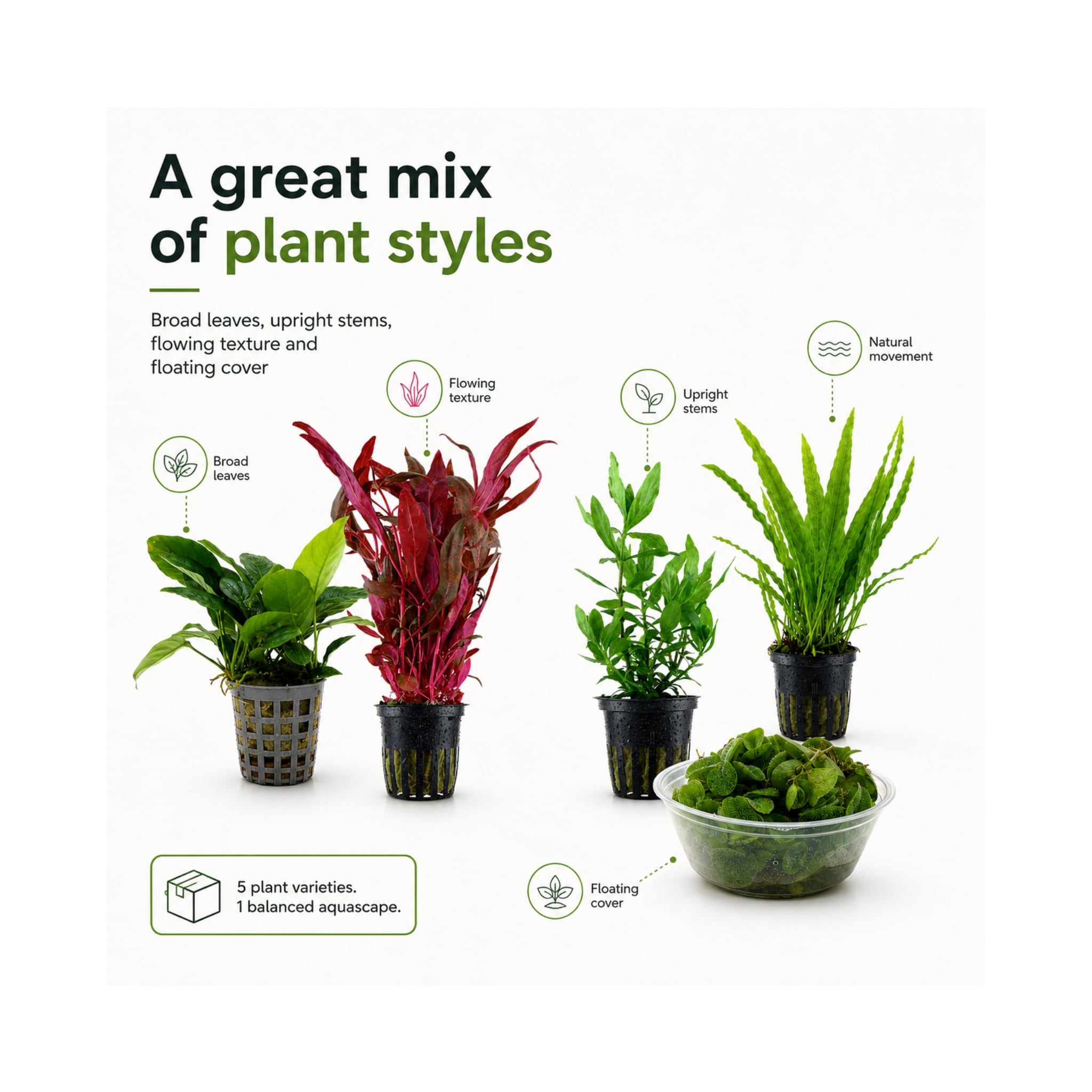 Best Sellers Plant Box - 5 Easy Live Aquarium Plants