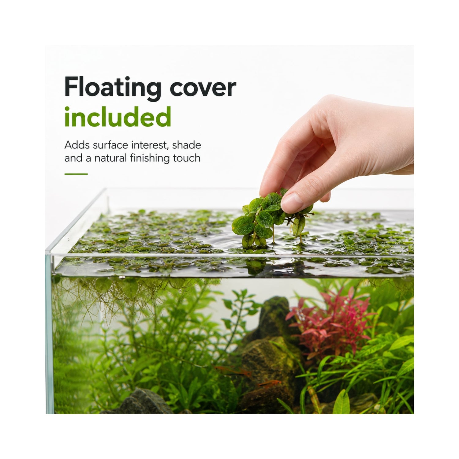 Best Sellers Plant Box - 5 Easy Live Aquarium Plants