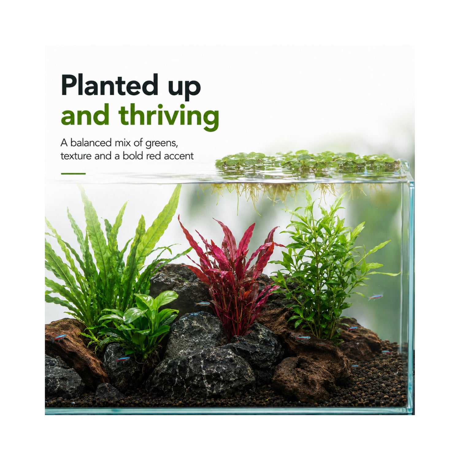 Best Sellers Plant Box - 5 Easy Live Aquarium Plants