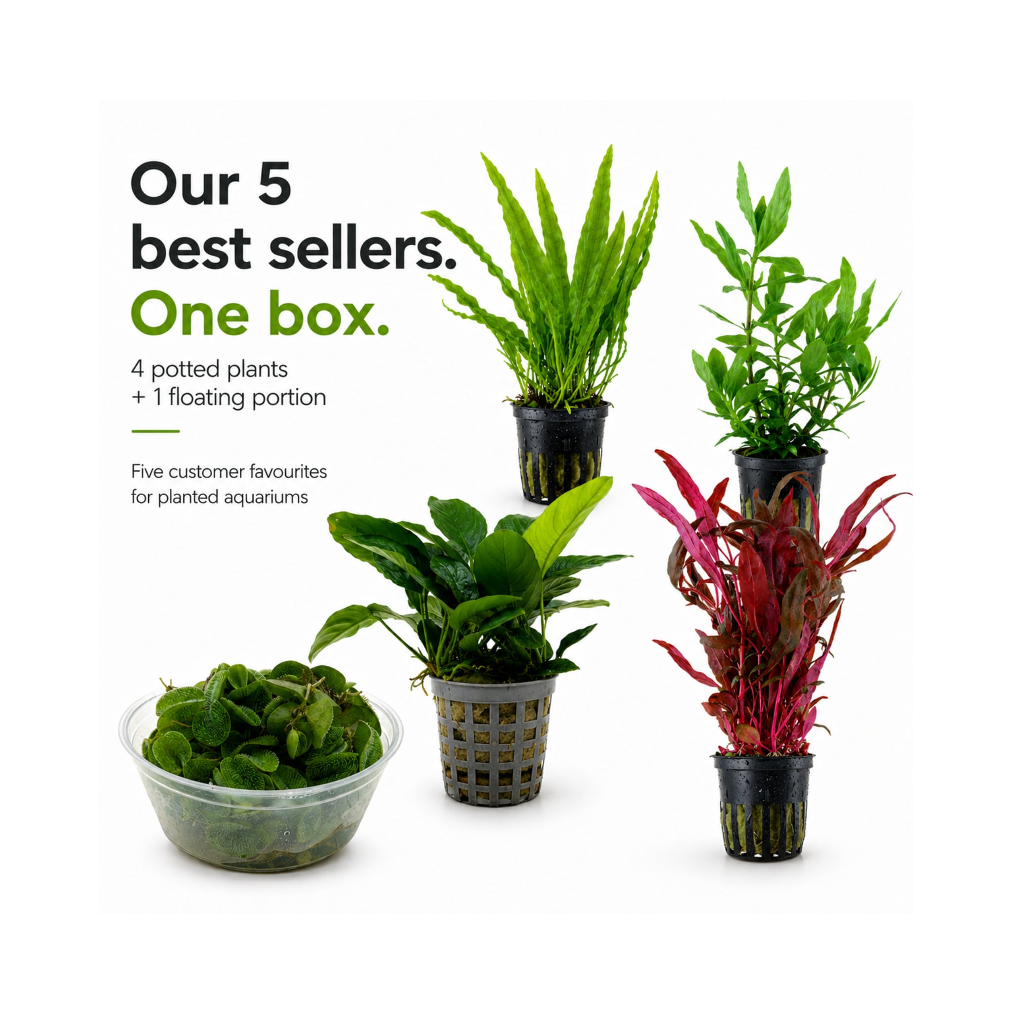 Best Sellers Plant Box - 5 Easy Live Aquarium Plants