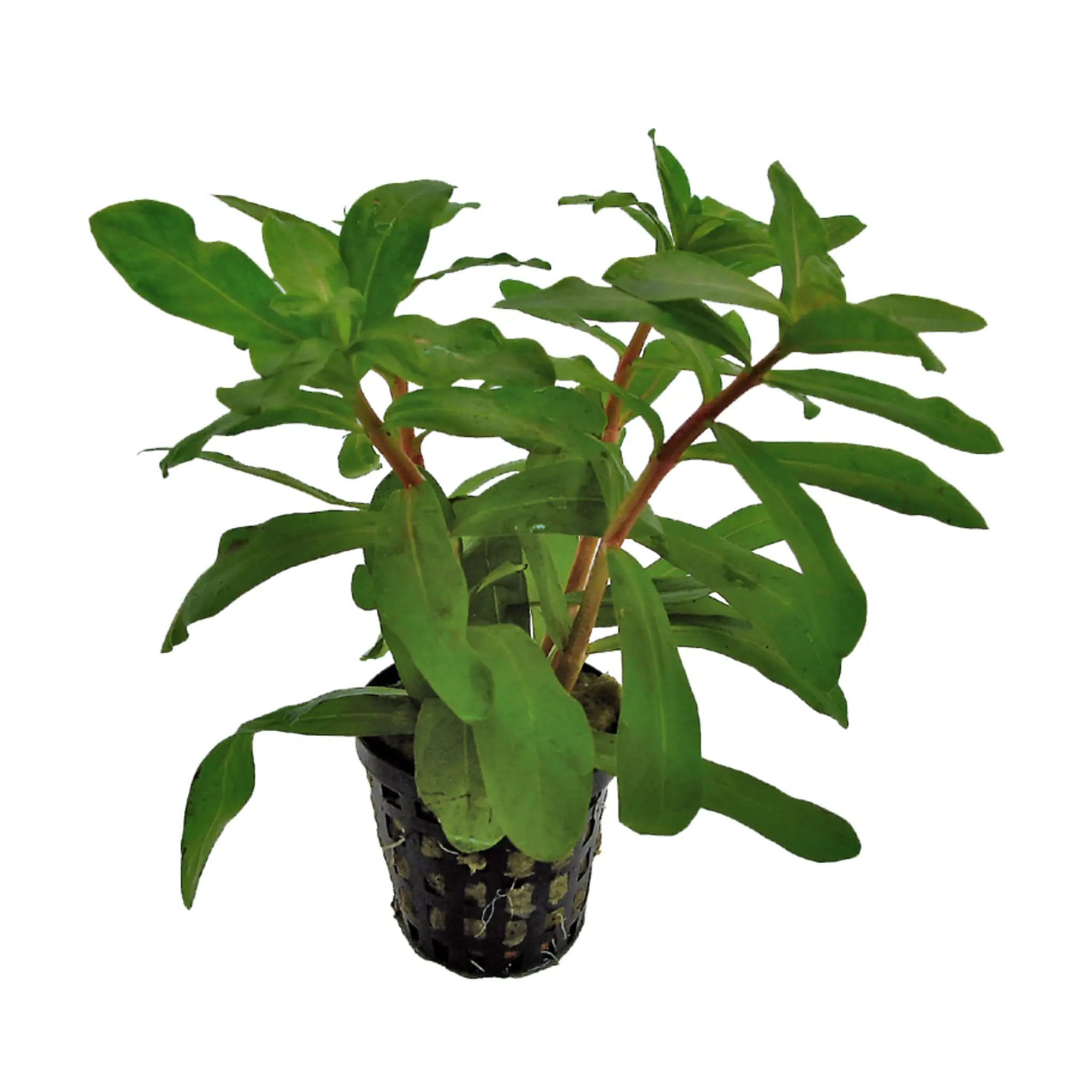 Ammania gracilis - Aqua Essentials