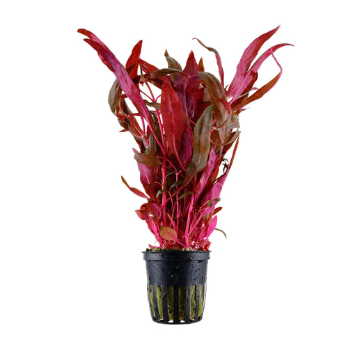 Alternanthera Reineckii Pink - Purple Red Aquarium Plant Tropica