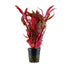 Alternanthera Reineckii Pink - Purple Red Aquarium Plant Tropica