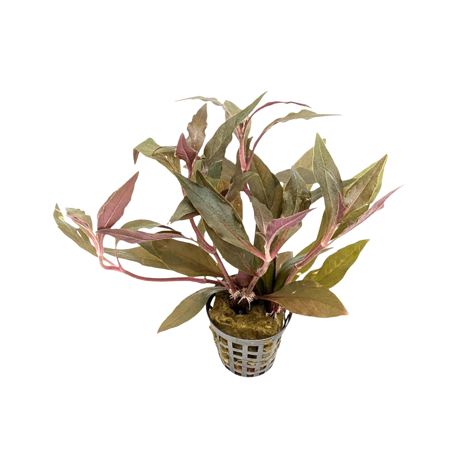 Alternanthera cardinalis
