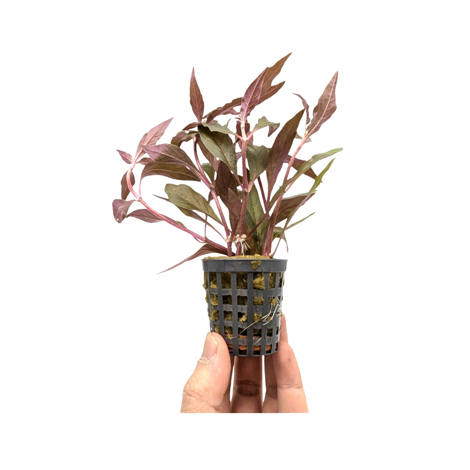 Alternanthera cardinalis