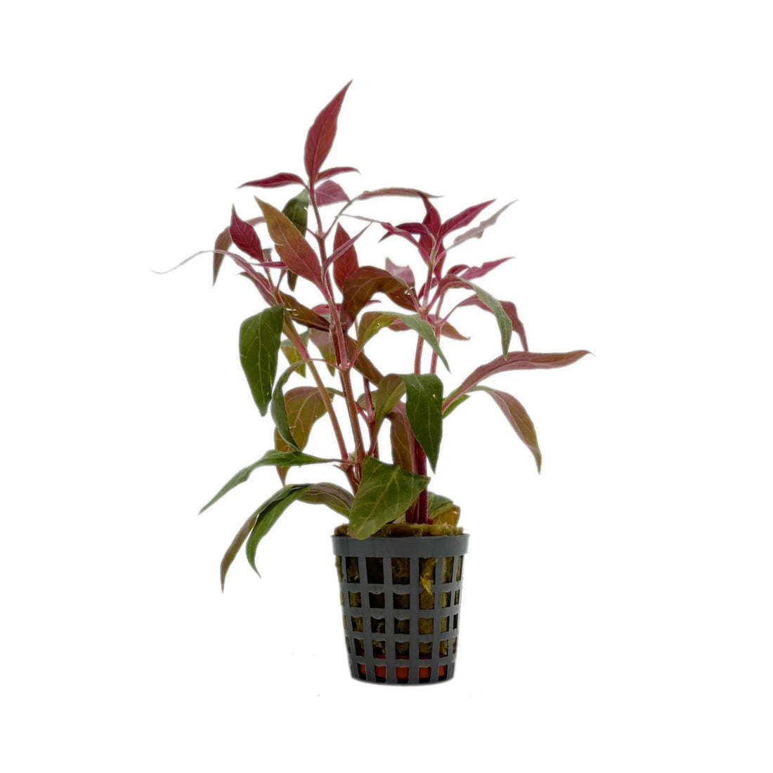 Alternanthera cardinalis Variegata Aquafleur