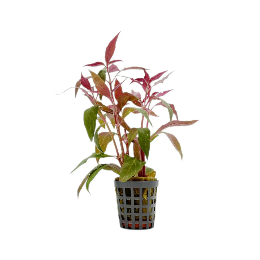 Alternanthera cardinalis Variegata Aquafleur