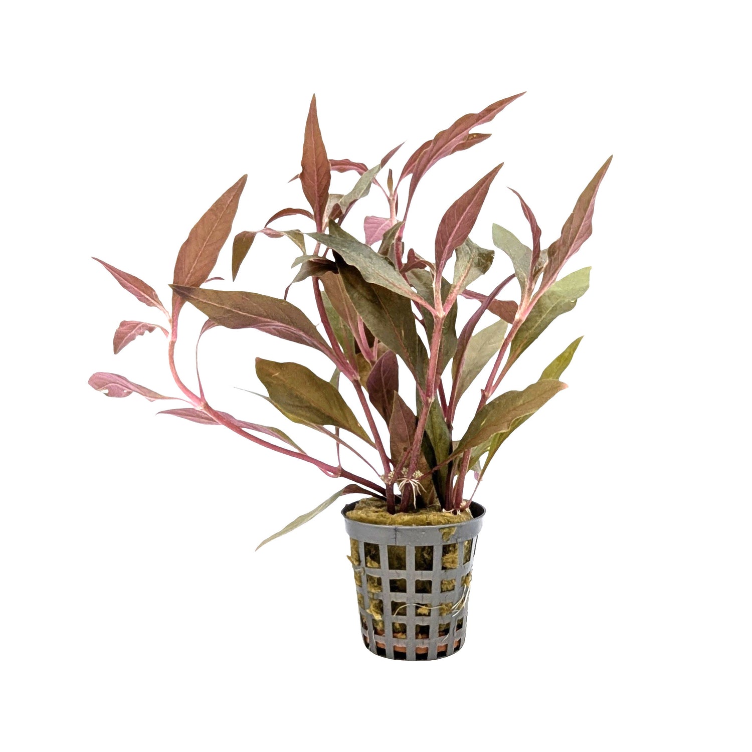 Alternanthera cardinalis