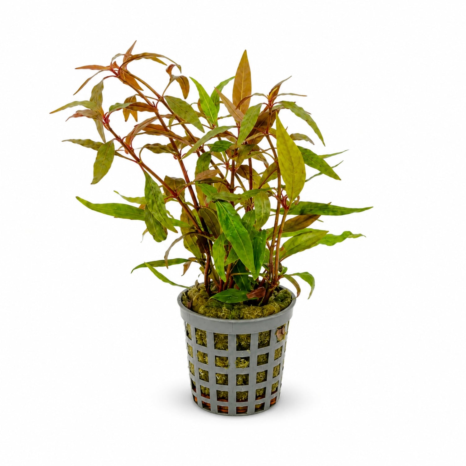 Alternanthera reineckii