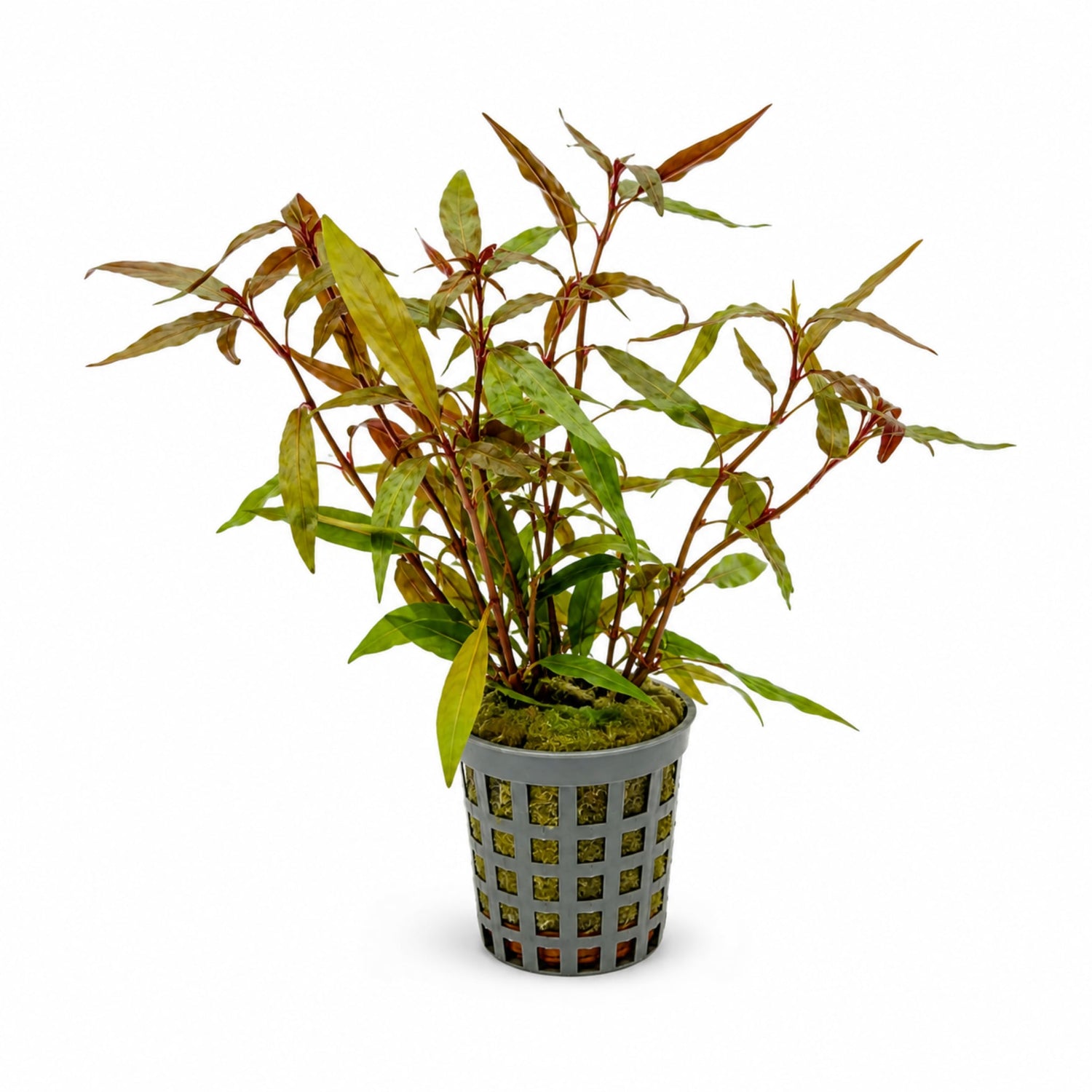 Alternanthera reineckii