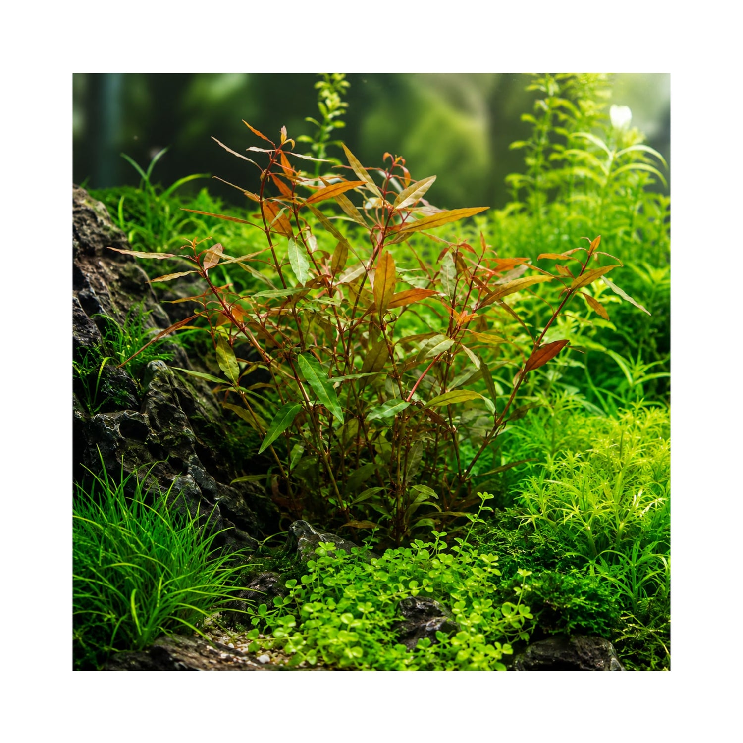 Alternanthera reineckii