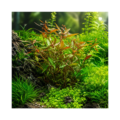 Alternanthera reineckii