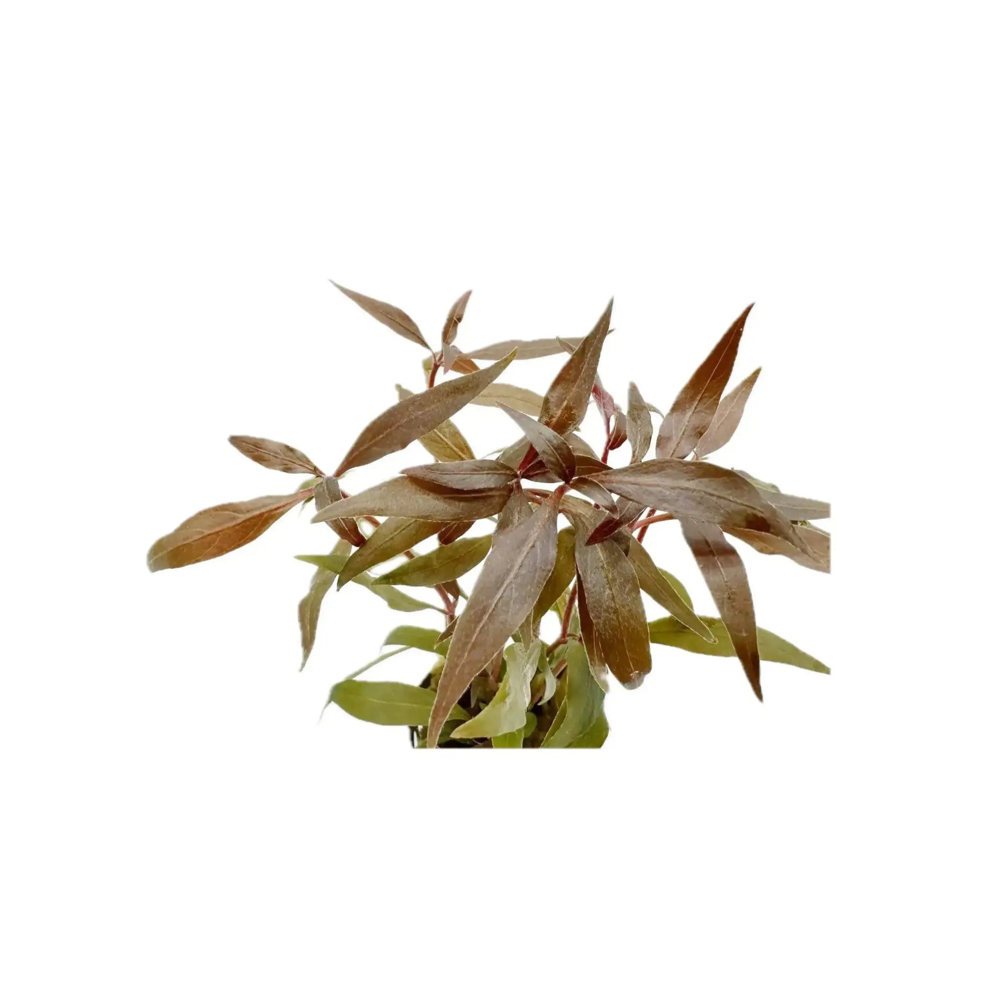 Alternanthera reineckii Aquafleur