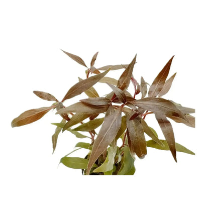 Alternanthera reineckii Aquafleur